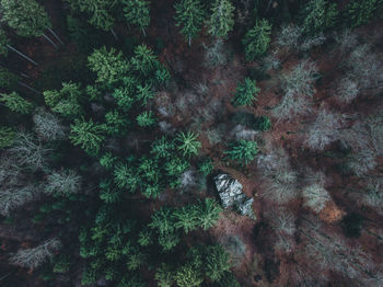 High angle view of trees in forest