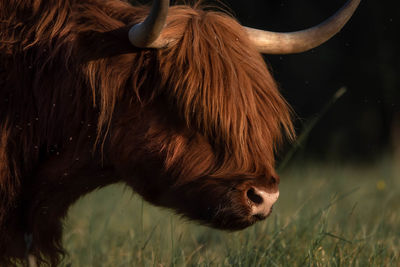 Close-up of a horse on field