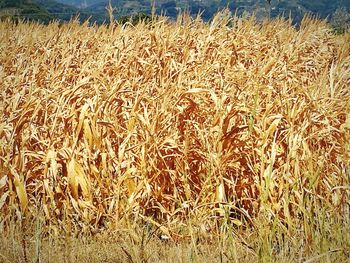 Scenic view of wheat field