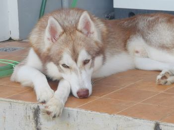 Close-up of a dog sleeping on tiled floor