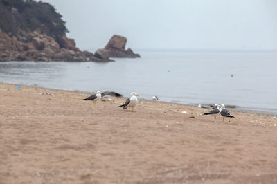 Seagulls on sand at beach against sea