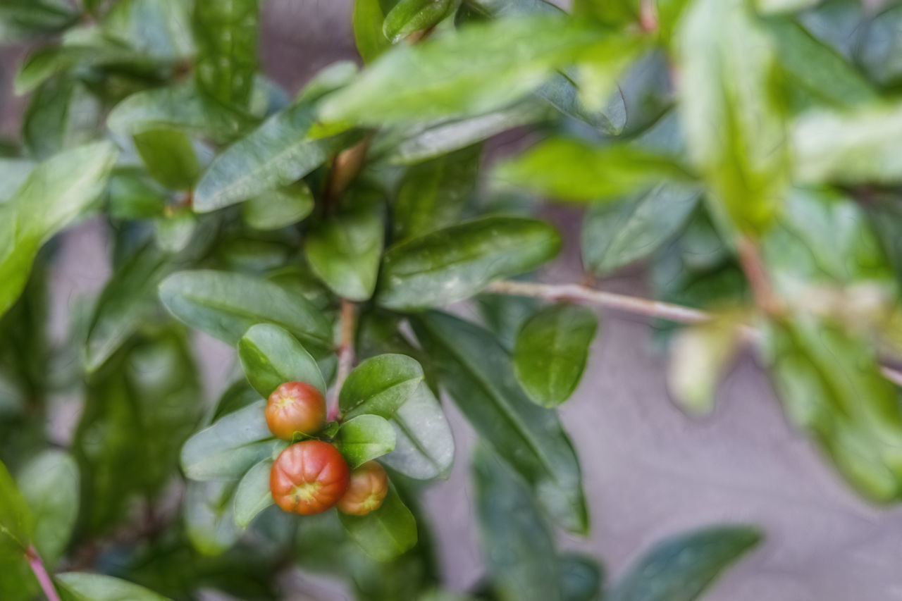 CLOSE-UP OF CHERRIES