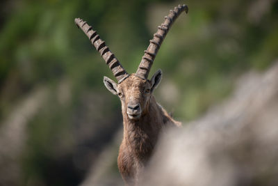 Portrait of deer