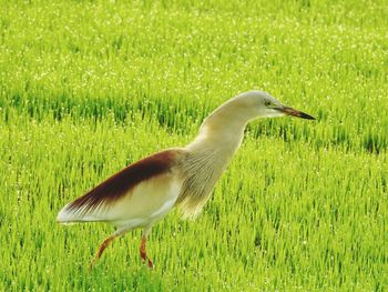 Side view of a bird on grass