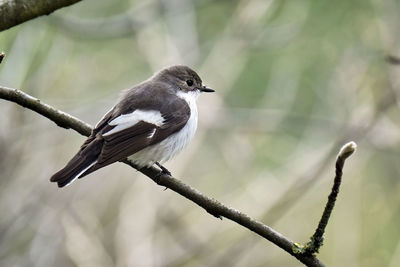 Close-up of bird perching on branch