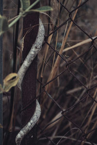 Close-up of rusty metal