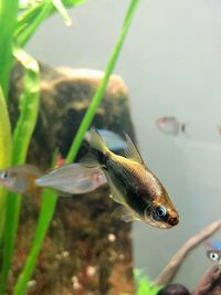 Close-up of fish swimming in sea