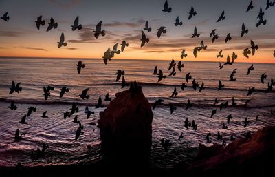 Silhouette birds flying over beach against sky during sunset