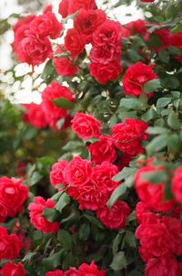 Close-up of red roses