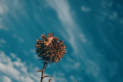 Low angle view of wilted flower against sky