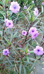 Close-up of purple flowers blooming outdoors