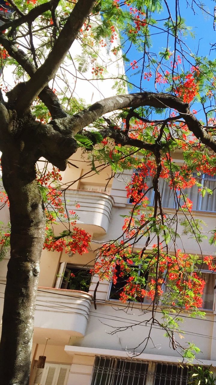 architecture, built structure, building exterior, tree, low angle view, growth, branch, house, sunlight, residential building, residential structure, flower, potted plant, building, day, window, nature, no people, leaf, plant