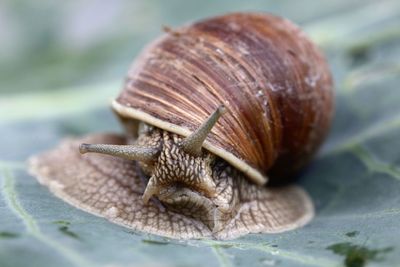 Close-up of snail on leaf