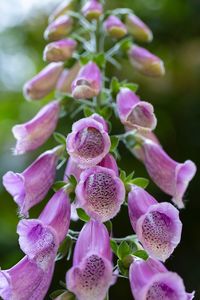 Close-up of pink flowering plants