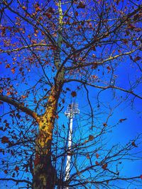 Low angle view of tree against blue sky