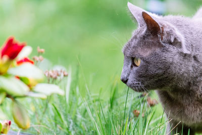 Close-up of cat outdoors