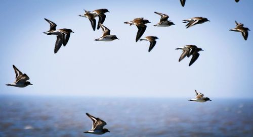 Seagull flying over sea