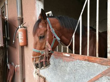 Close-up of horse