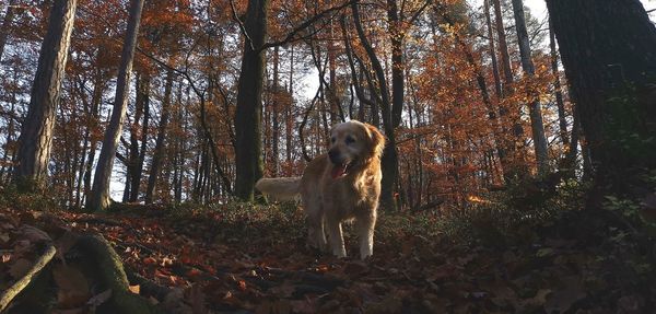 View of dog in forest