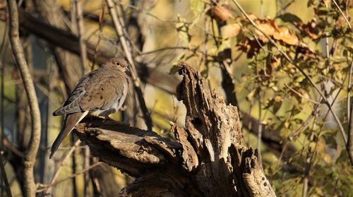 Close-up of bird perching on tree