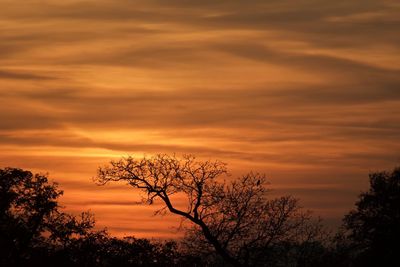 Silhouette trees against sky during sunset