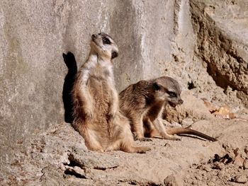 Two cats sitting on rock