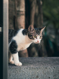 Close-up portrait of cat