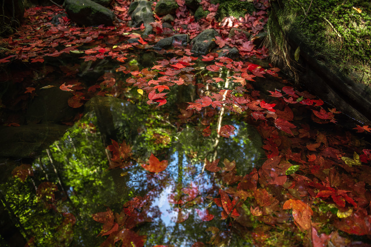 AUTUMN LEAVES IN FOREST