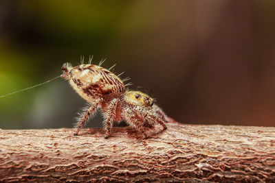 Close-up of spider on rock