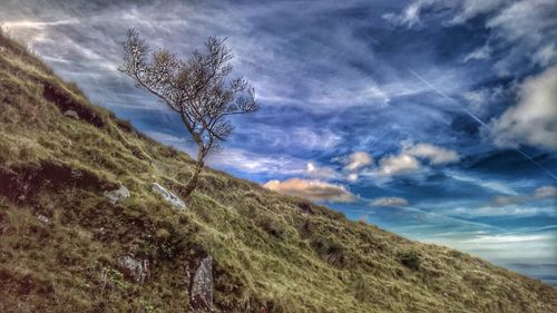 Low angle view of tree against sky