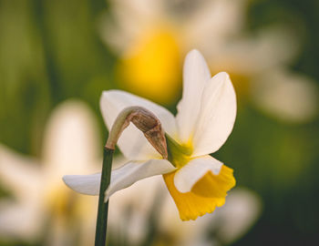 Close-up of white crocus flower