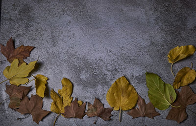 Directly above shot of autumn leaves fallen on concrete wall