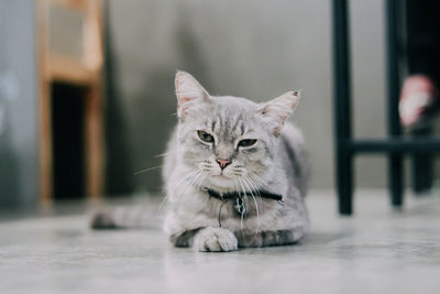 Portrait of cat sitting on floor