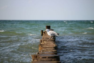 Seagull on wooden post in sea