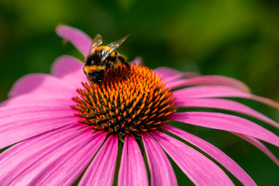 Close-up of honey bee pollinating on purple flower