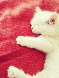 Close-up of cat sleeping on bed