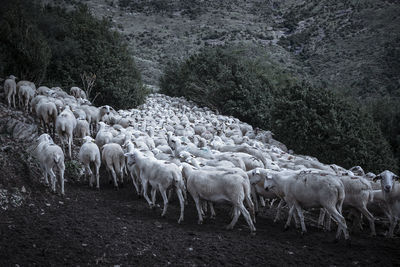 Flock of sheep walking on field