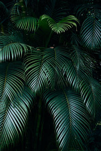 Full frame shot of palm tree leaves