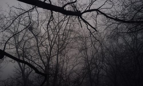 Low angle view of bare trees against the sky