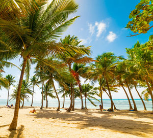 Palm trees on beach against sky