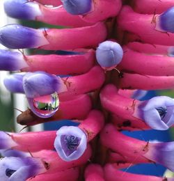 Close-up of red chili peppers