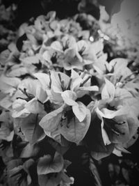 Flowers and leaves