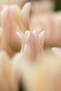 Close-up of white rose flower