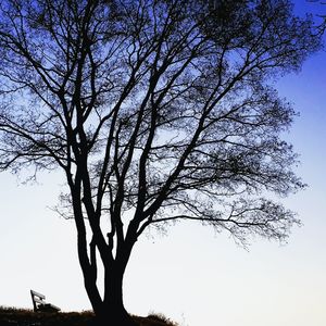 Low angle view of silhouette tree against sky