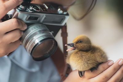 Close-up of girl photographing while holding bird