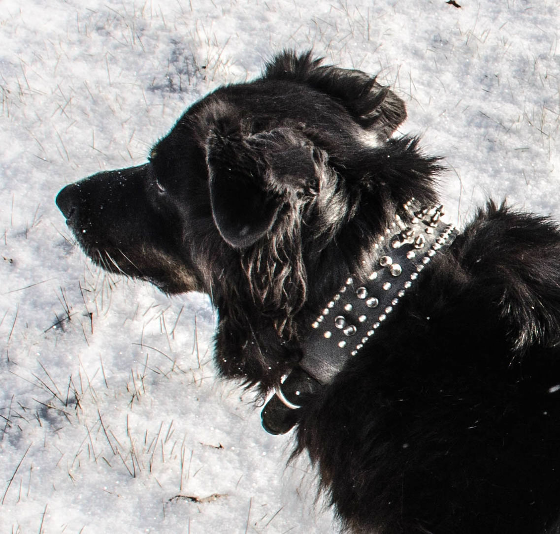 CLOSE-UP OF DOG ON GROUND