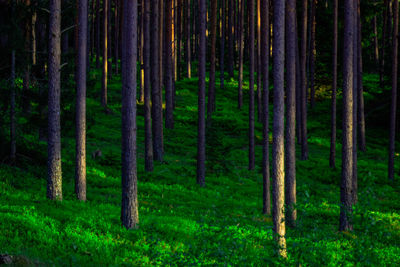 View of bamboo trees in forest