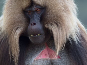 Extreme closeup portrait of adult gelada monkey theropithecus gelada face looking at cameraethiopia.