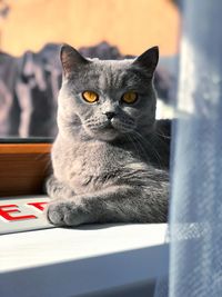 Close-up portrait of a cat