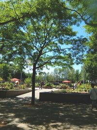 Trees in park against sky